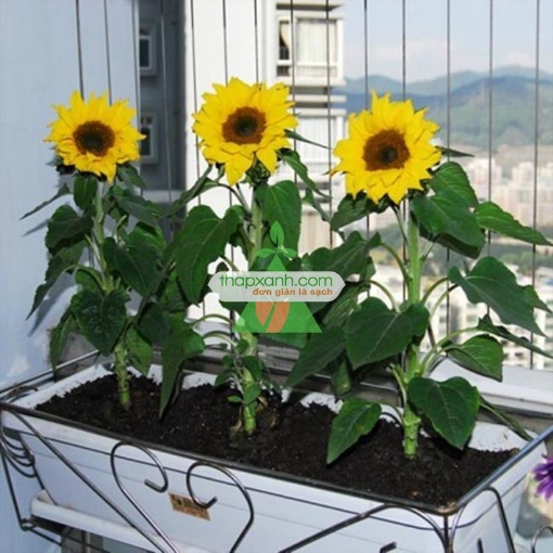 Gambar Hạt giống Hoa Hướng Dương lùn (Nga)