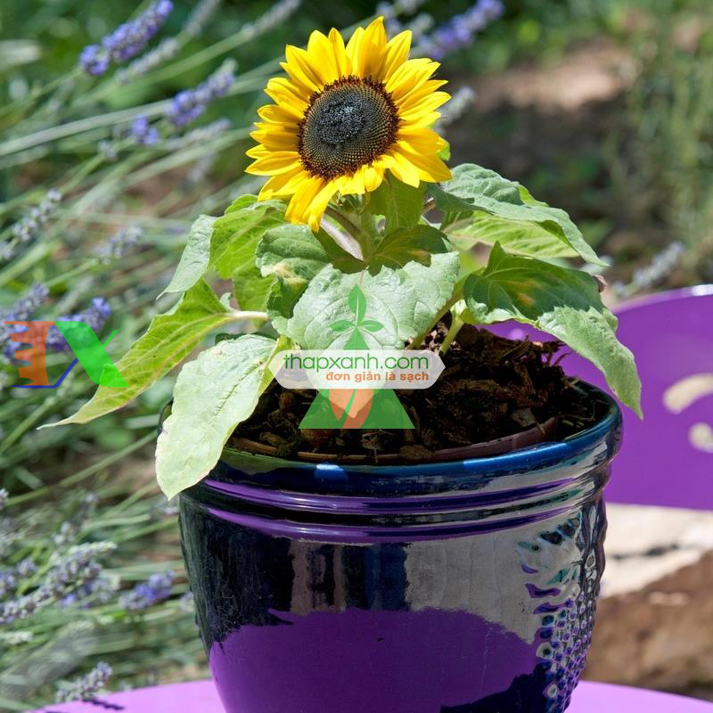 Hạt giống Hoa Hướng Dương lùn (Nga)