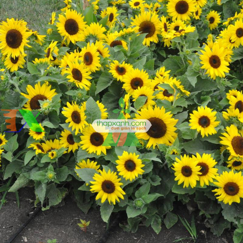 Hạt giống Hoa Hướng Dương lùn (Nga)
