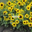 Gambar Hạt giống Hoa Hướng Dương lùn (Nga)