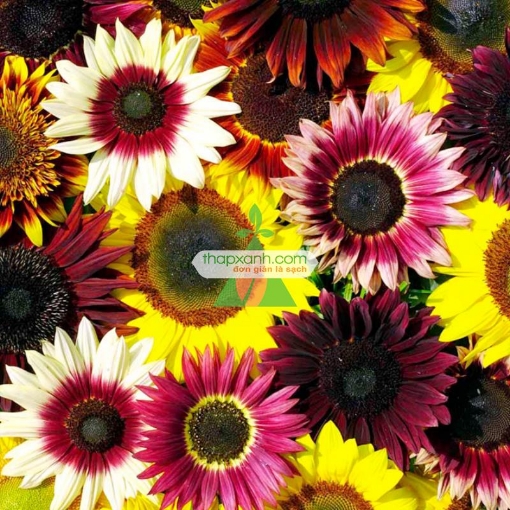 Picture of Hạt giống Hoa Hướng Dương mix