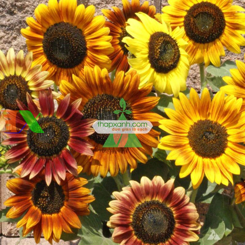 Hạt giống Hoa Hướng Dương mix