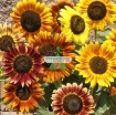 Picture of Hạt giống Hoa Hướng Dương mix