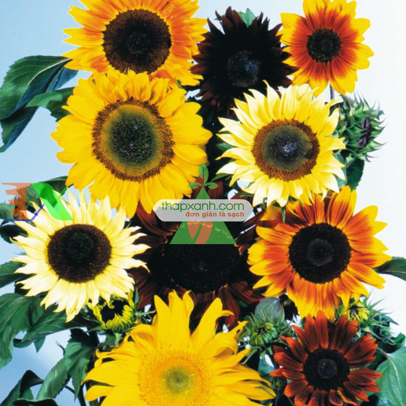 Hạt giống Hoa Hướng Dương mix