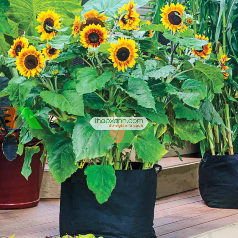 Hạt giống Hoa Hướng Dương mix