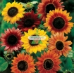 Picture of Hạt giống Hoa Hướng Dương mix