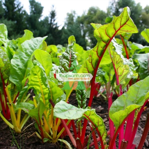 รูปภาพของ Hạt giống Cải Cầu Vồng