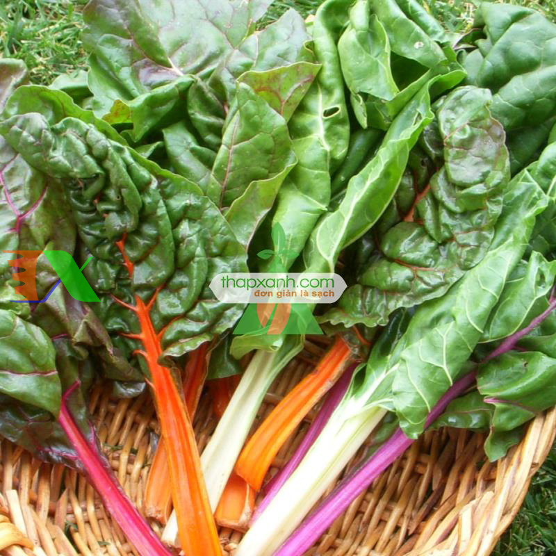 Hạt giống Cải Cầu Vồng