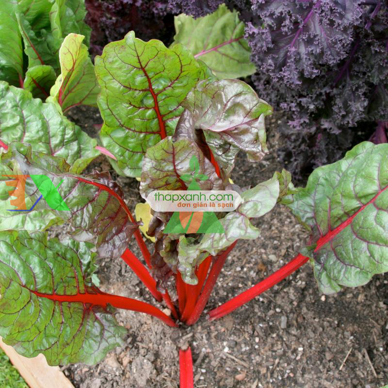 Hạt giống Cải Cầu Vồng