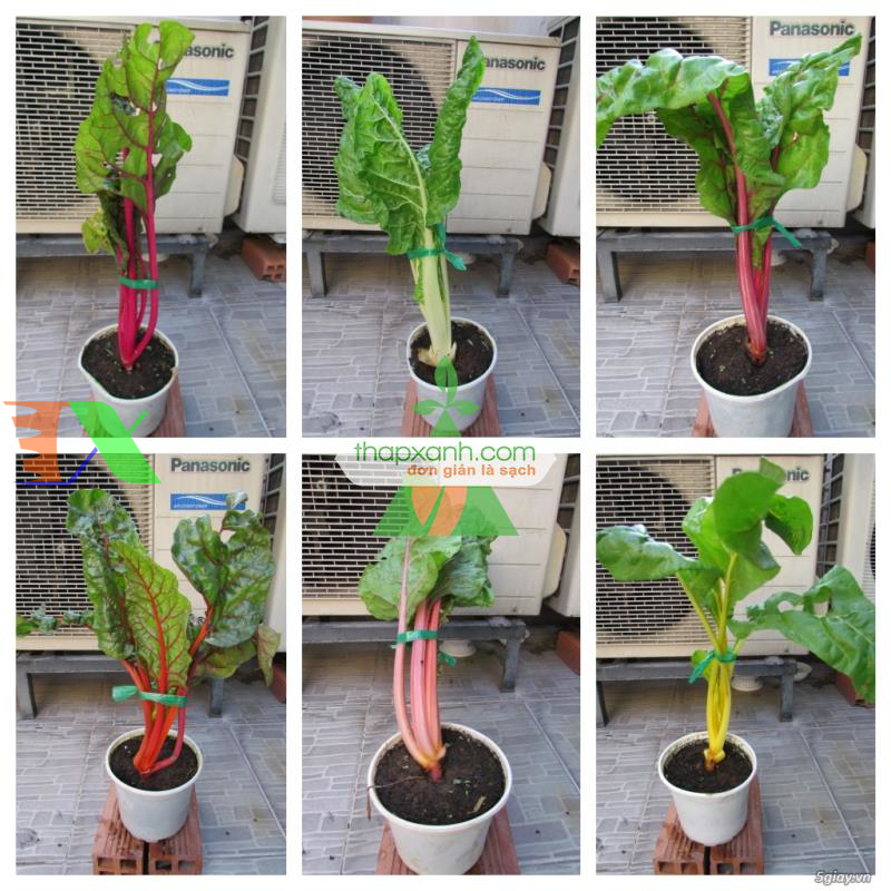 Hạt giống Cải Cầu Vồng