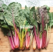 รูปภาพของ Hạt giống Cải Cầu Vồng