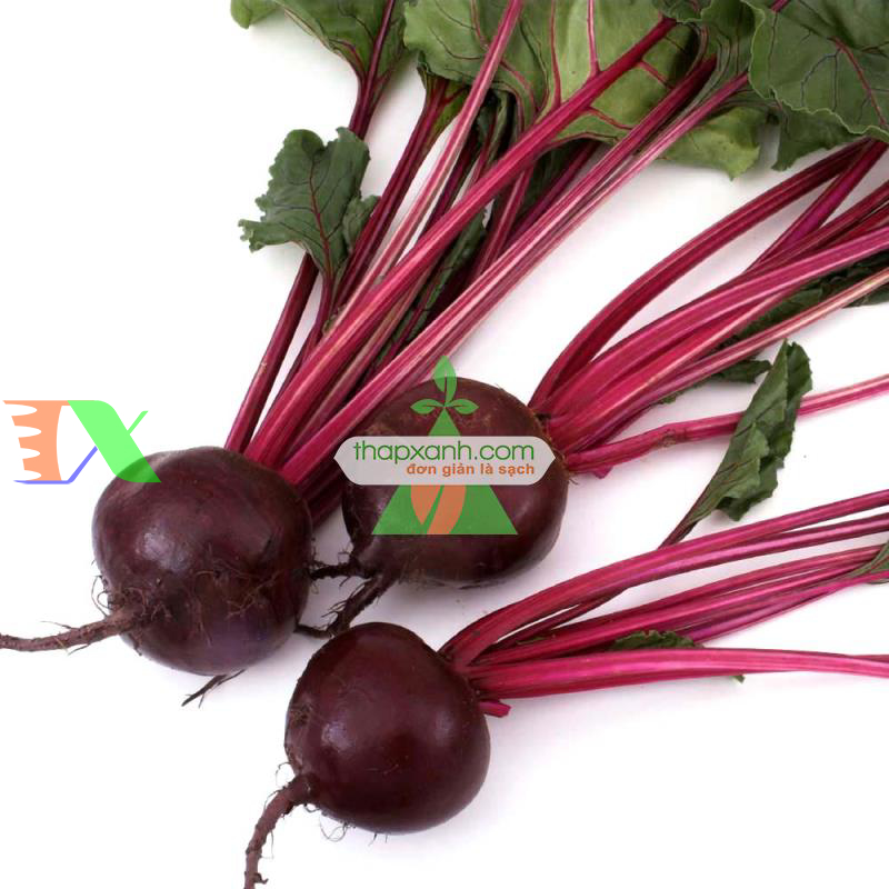 Hạt giống Củ Dền (Củ cải ngọt đỏ))
