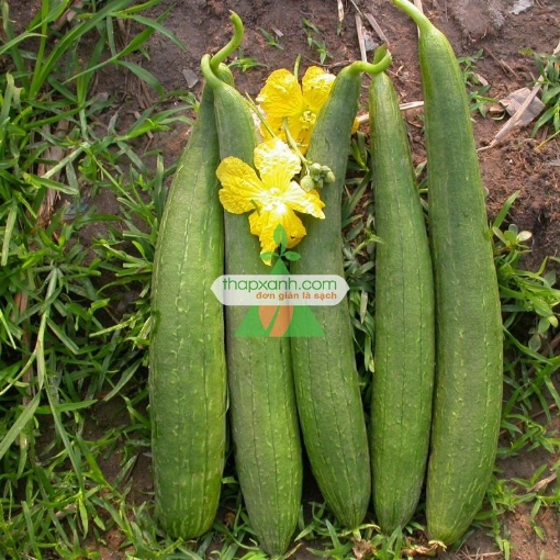 Gambar Hạt giống Mướp Hương