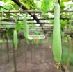 Gambar Hạt giống Mướp Hương