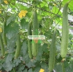 Gambar Hạt giống Mướp Hương