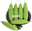 Gambar Hạt giống Mướp Đắng (Khổ  Qua)