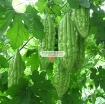 Gambar Hạt giống Mướp Đắng (Khổ  Qua)
