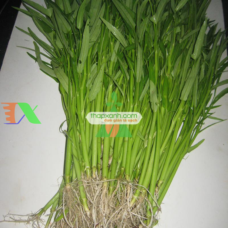 Cách trồng rau muống bằng phương pháp thủy canh