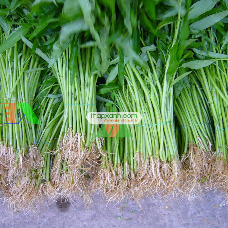 Hạt giống Rau Muống Thái Lan