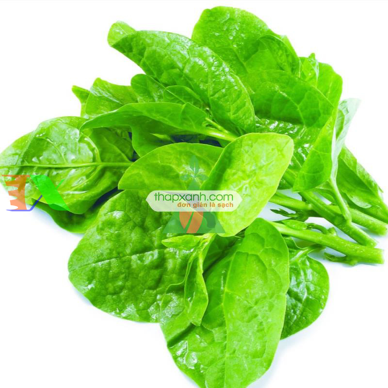 Hạt giống rau Mùng Tơi (Mồng tơi)