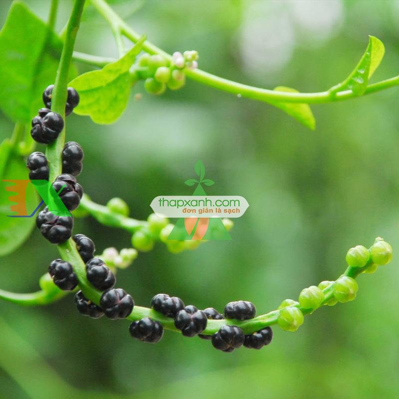 Hạt giống rau Mùng Tơi (Mồng tơi)