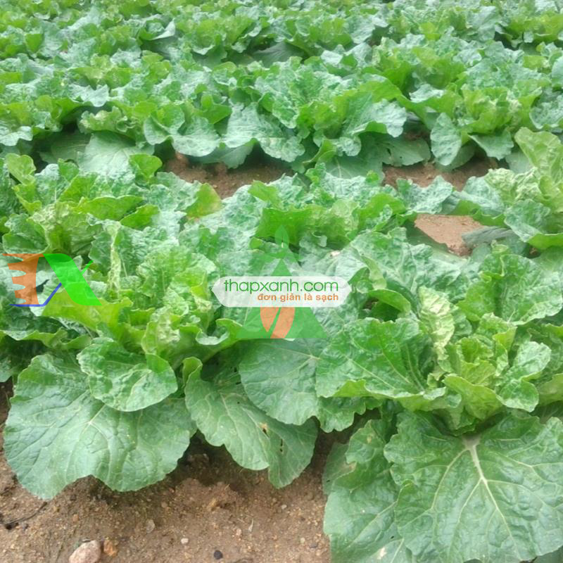 Hạt giống Cải Thảo (Nga)