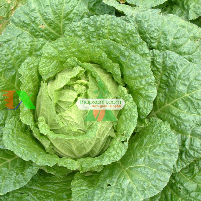 Hạt giống Cải Thảo (Nga)