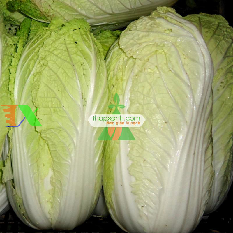 Hạt giống Cải Thảo (VN)