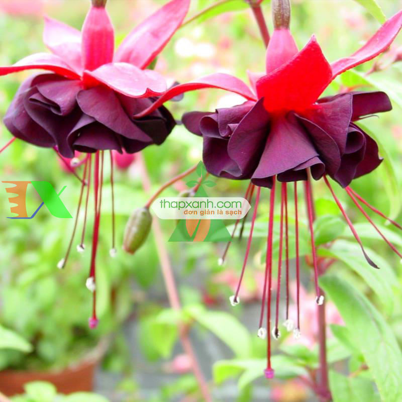 Hạt giống hoa Lồng Đèn (hoa Vân Anh, hoa Hồng Đăng)