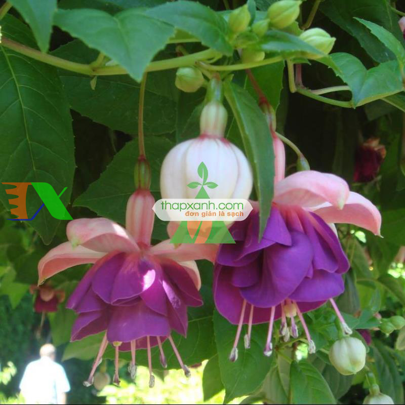 Hạt giống hoa Lồng Đèn (hoa Vân Anh, hoa Hồng Đăng)