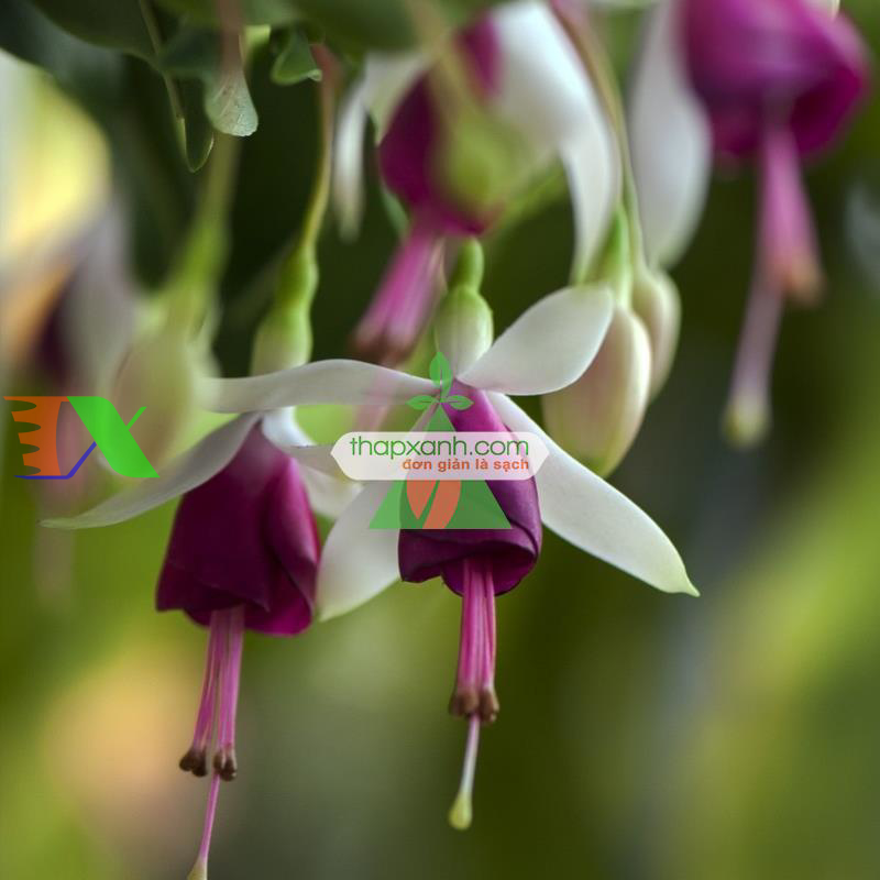 Hạt giống hoa Lồng Đèn (hoa Vân Anh, hoa Hồng Đăng)