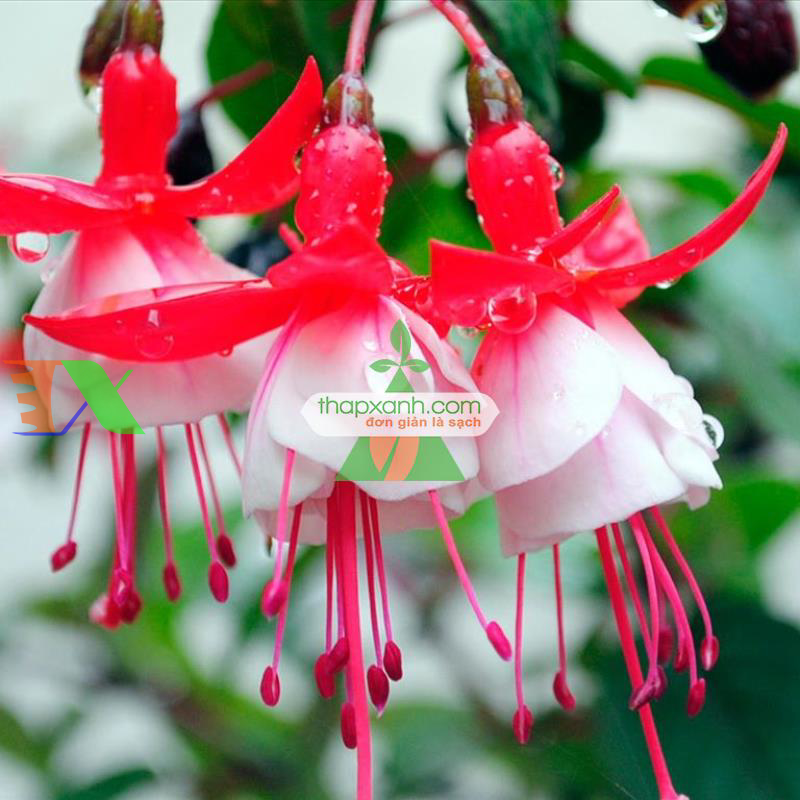 Hạt giống hoa Lồng Đèn (hoa Vân Anh, hoa Hồng Đăng)