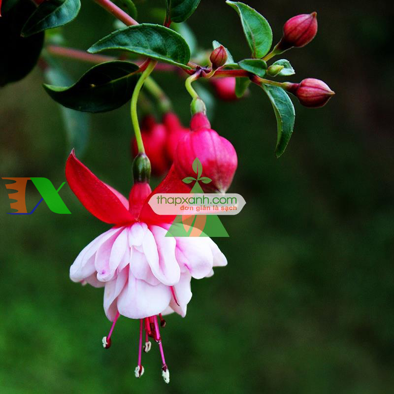 Hạt giống hoa Lồng Đèn (hoa Vân Anh, hoa Hồng Đăng)