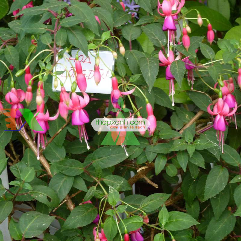 Hạt giống hoa Lồng Đèn (hoa Vân Anh, hoa Hồng Đăng)