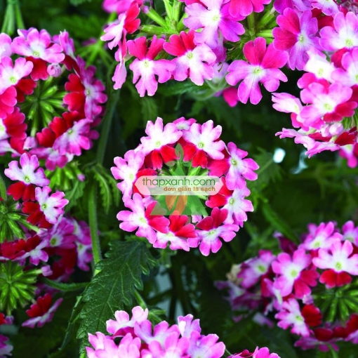 Ảnh của Hạt giống hoa Vân Anh mix