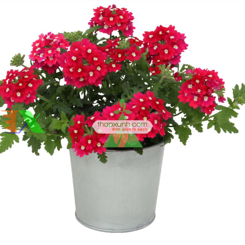 Hạt giống hoa Vân Anh mix