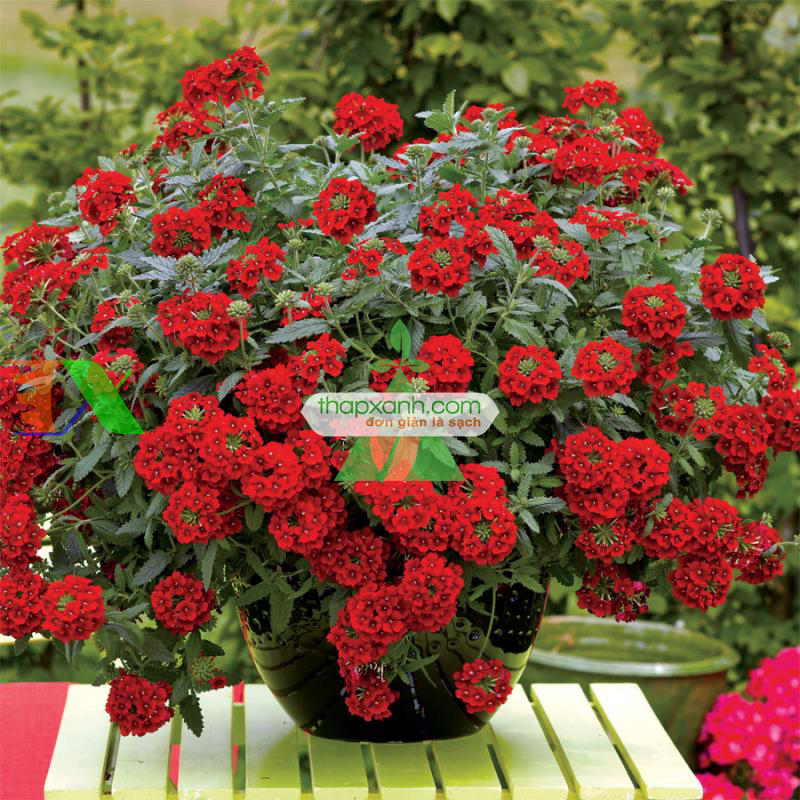 Hạt giống hoa Vân Anh mix