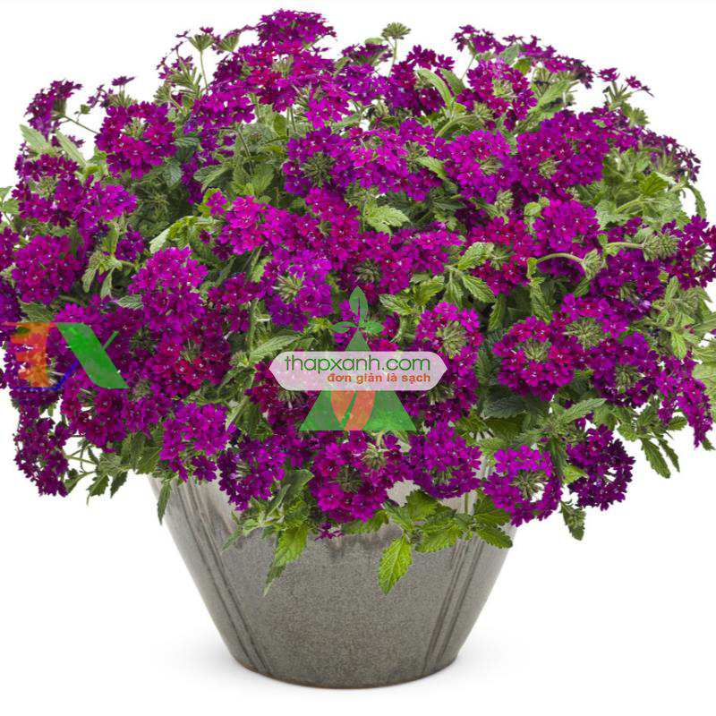 Hạt giống hoa Vân Anh mix