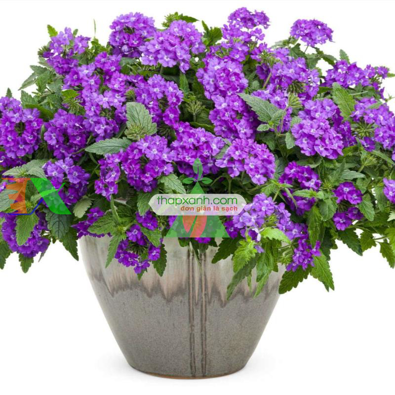 Hạt giống hoa Vân Anh mix