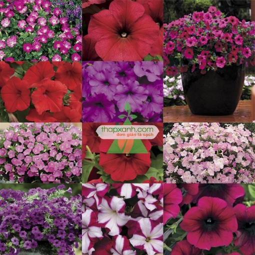 รูปภาพของ Hạt giống hoa Dạ Yến Thảo rủ mix