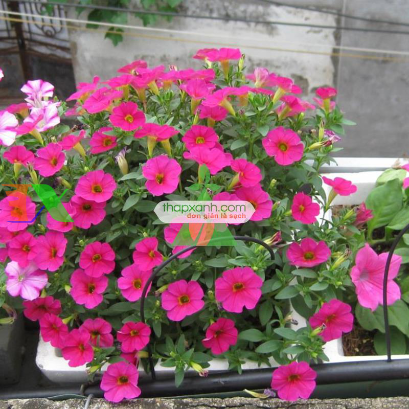 Hạt giống hoa Dạ Yến Thảo rủ mix