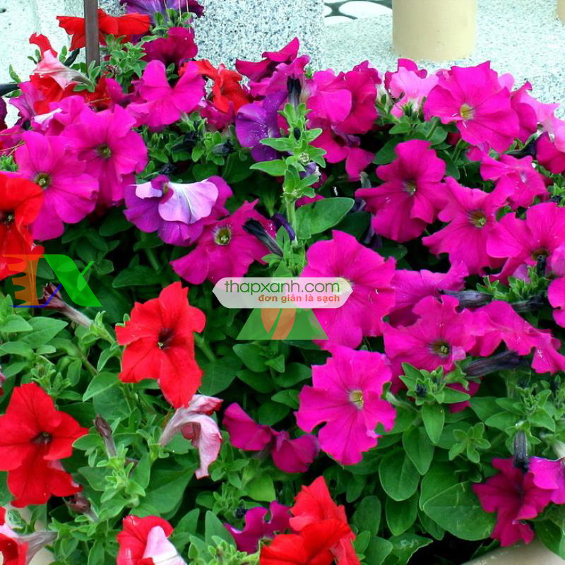 Hạt giống hoa Dạ Yến Thảo rủ mix