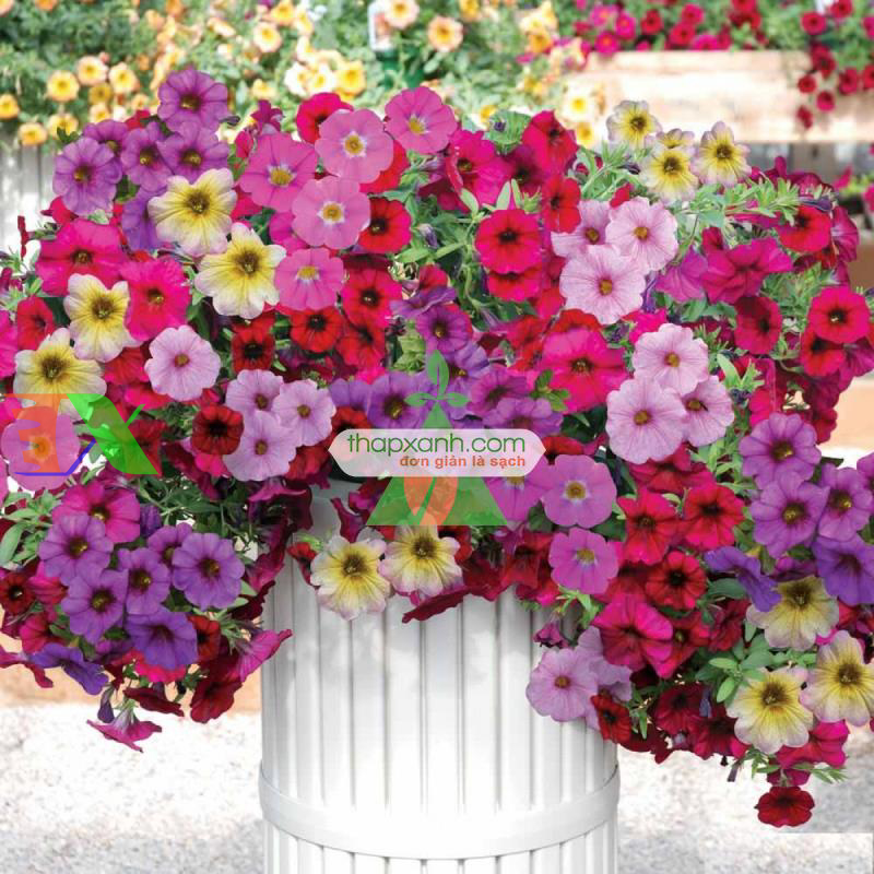 Hạt giống hoa Dạ Yến Thảo rủ mix
