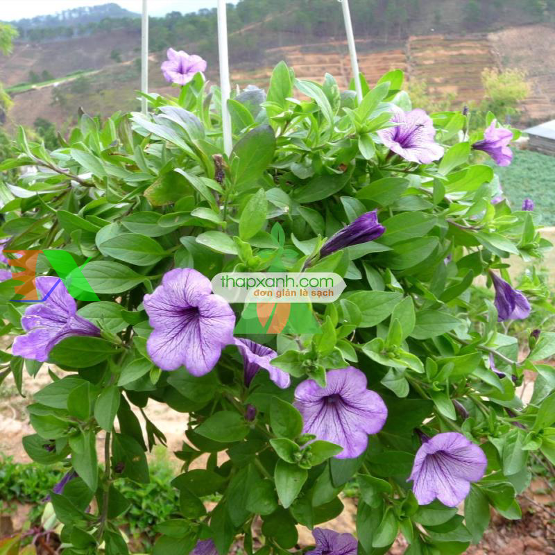 Hạt giống hoa Dạ Yến Thảo rủ mix