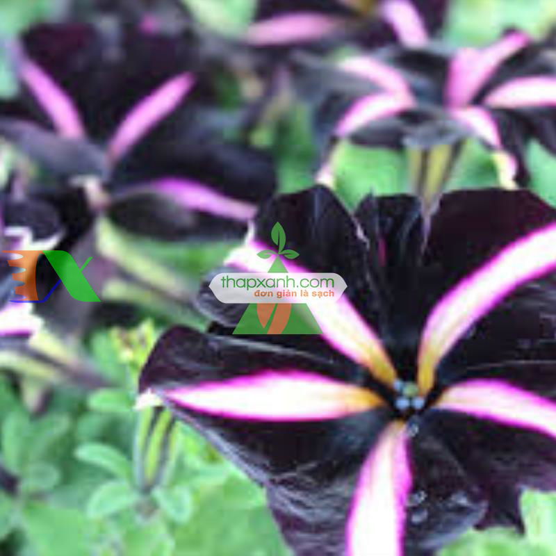 Hạt giống hoa Dạ Yến Thảo sọc rủ mix