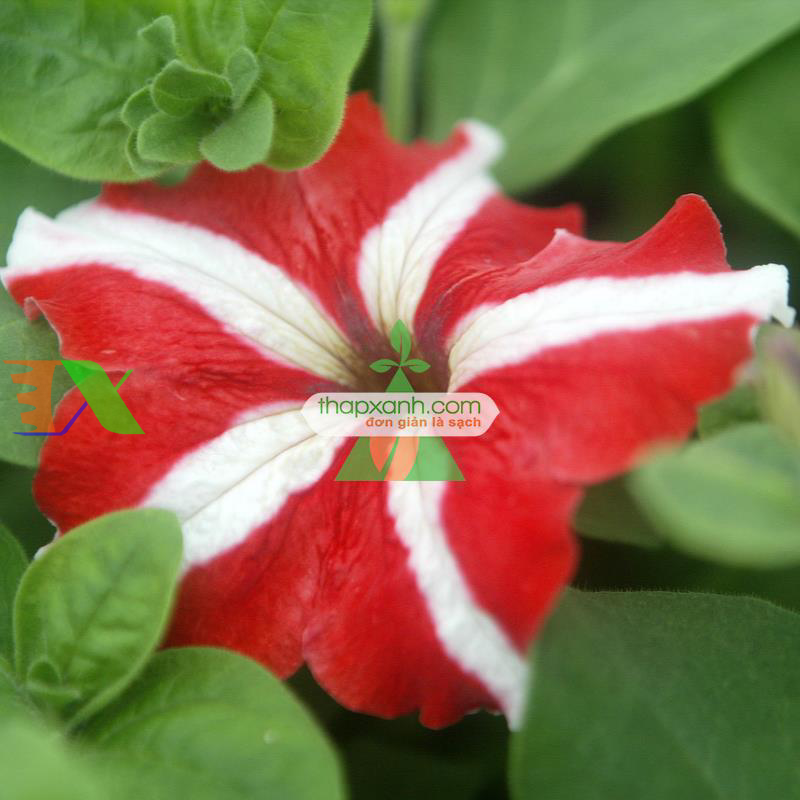 Hạt giống hoa Dạ Yến Thảo sọc rủ mix