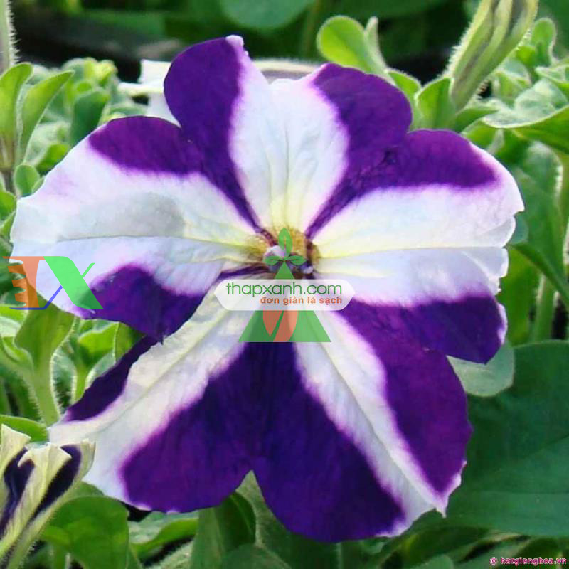 Hạt giống hoa Dạ Yến Thảo sọc rủ mix