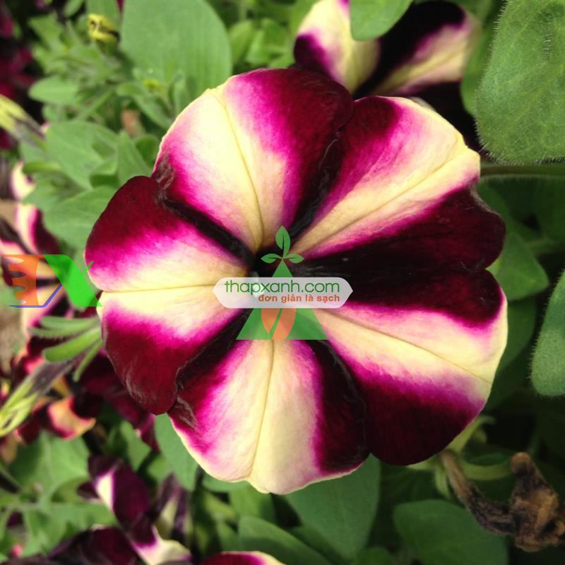 Hạt giống hoa Dạ Yến Thảo sọc rủ mix