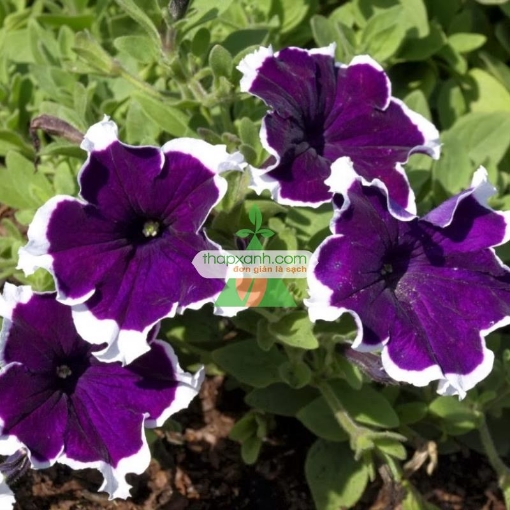 รูปภาพของ Hạt giống hoa Dạ Yến Thảo viền rủ mix