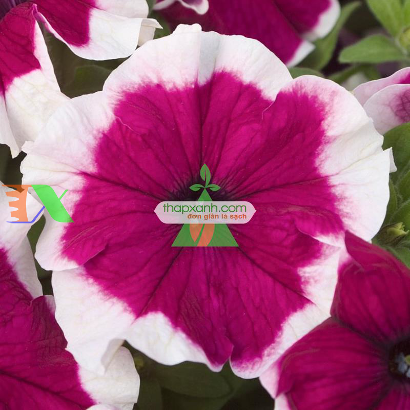 Hạt giống hoa Dạ Yến Thảo viền rủ mix